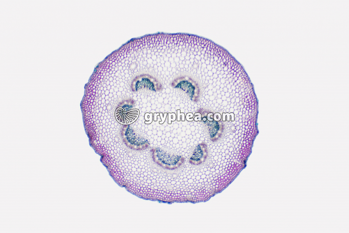 Pétiole de Lierre CT x10 - gryphea.com